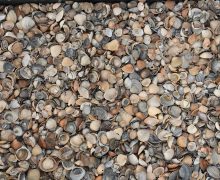 Schone schelpen vind je bij Totaal Bestrating Drachten Friesland